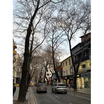 Shitet, Godine Biznesi Myslym Shyri, Tirane